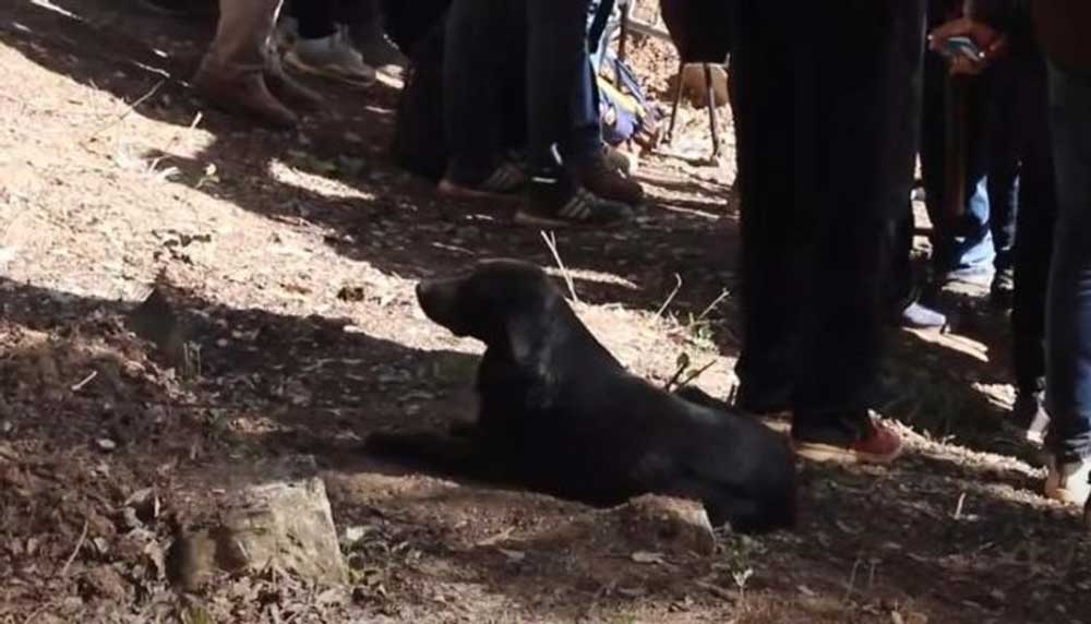 كلب الأسود الذي يرابط إلى جوار قبر الطفل ريان