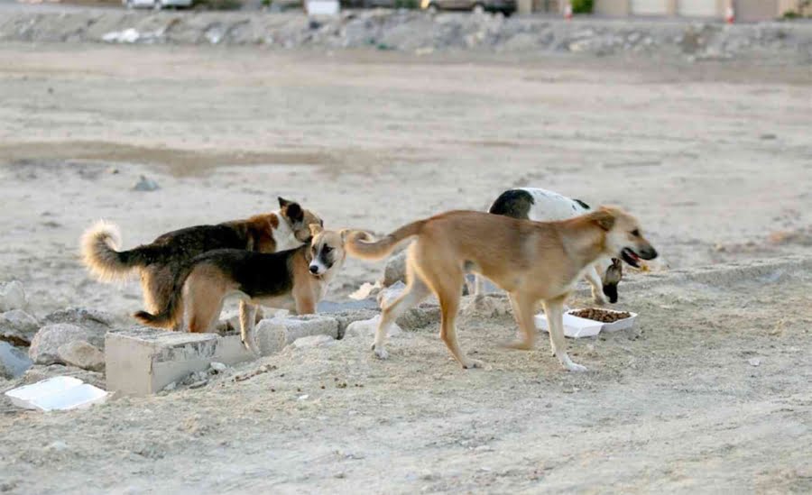 كلاب الضالة تهاجم اطفال في مدينة الزرقاء