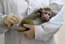 مرض جدري القردة