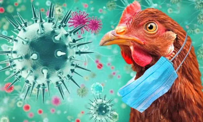 إنفلونزا طيور
