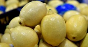 شحنة الليمون المصري