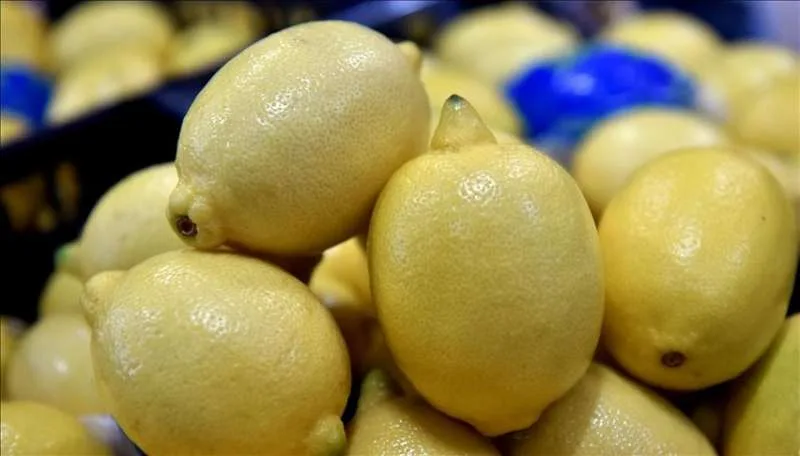 شحنة الليمون المصري